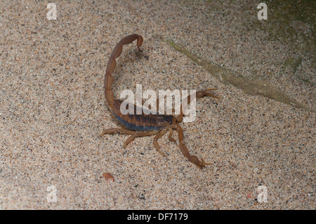 Gestreifte Bark Scorpion Centruroides Vittatus, Skorpion, Arachnid, nordamerikanischen Insekt, giftige Insekten, stechende Insekten Stockfoto