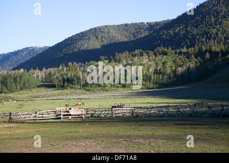 Cowboy-paar die Range in Montana im großen Gehege mit Herde von Pferden reiten Stockfoto