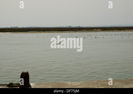 Europa, Spanien, Huelva Isla Cristina, Meer, Möwe, Möwe Stockfoto