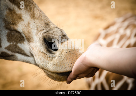 Giraffe Essen aus Frauenhand Stockfoto