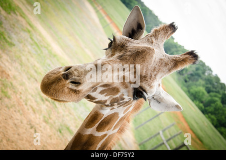 Giraffen im Virginia Safari Park Stockfoto