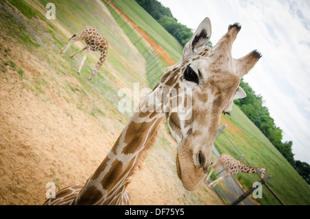 Giraffen im Virginia Safari Park Stockfoto