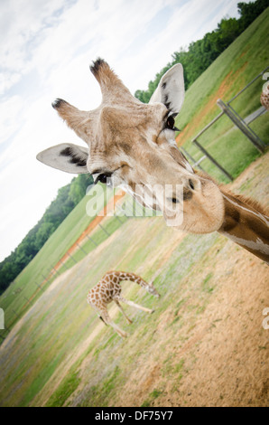 Giraffen im Virginia Safari Park Stockfoto