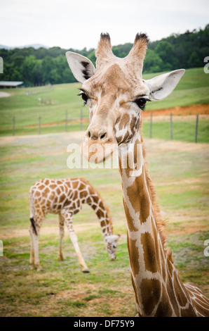 Giraffen im Virginia Safari Park Stockfoto