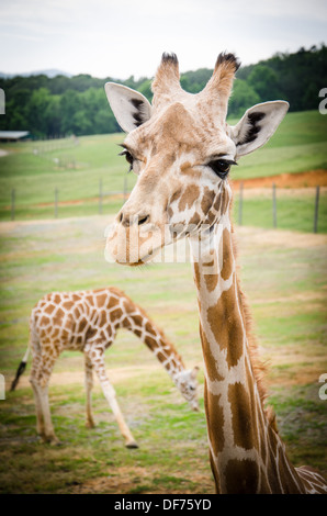 Giraffen im Virginia Safari Park Stockfoto