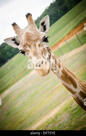 Giraffen im Virginia Safari Park Stockfoto