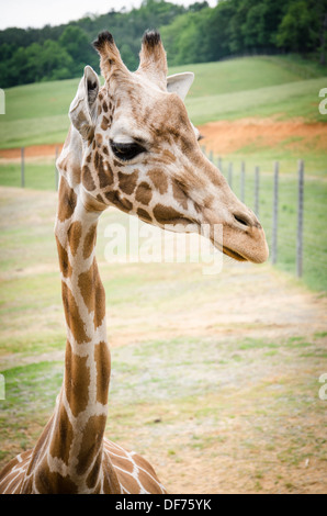 Giraffen im Virginia Safari Park Stockfoto