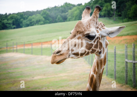 Giraffen im Virginia Safari Park Stockfoto