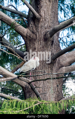 Weißer Ibis (Eudocimus Albus) Vogel Schlafplatz im Feuchtgebiet Zypresse bei Sonnenuntergang. Stockfoto