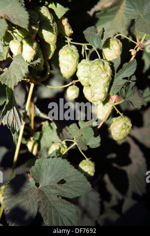 Hopfen-Pflanzen wachsen in der Sommersonne Stockfoto