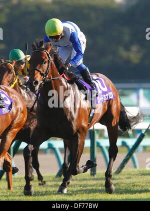 Chiba, Japan. 29. September 2013. Herrn Kanaloa (Yasunari Iwata) Pferderennen: Herr Kanaloa geritten von Yasunari Iwata gewinnt den Sprinter-Einsätzen an Nakayama Racecourse in Chiba, Japan. © Yoshifumi Nakahara/AFLO/Alamy Live-Nachrichten Stockfoto