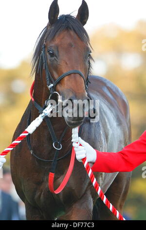 Chiba, Japan. 29. September 2013. Herrn Kanaloa Pferderennen: Herrn Kanaloa nach dem Gewinn der Sprinter Einsatz Nakayama Racecourse in Chiba, Japan. © Yoshifumi Nakahara/AFLO/Alamy Live-Nachrichten Stockfoto