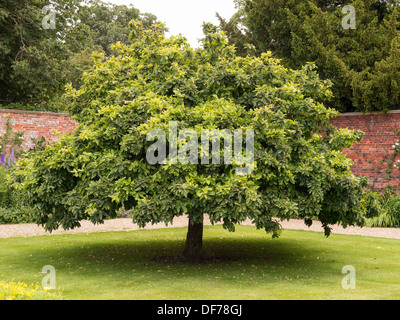 Mespilus germanica Medlar-Baum, der im Rasen im Garten mit roten Ziegelwänden wächst, Grantham, Lincolnshire, Großbritannien Stockfoto