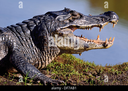 Brasilien, Pantanal: Nahaufnahme von al Yacare Kaiman (Caiman Yacare) lag mit offenem Mund im riverside Stockfoto