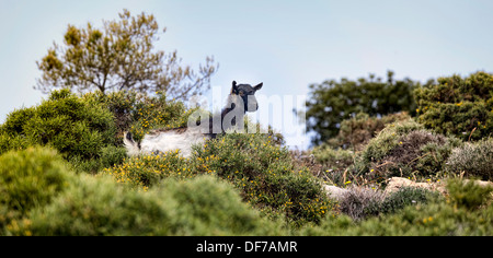 Wilde schwarze Ziege auf Kreta in Griechenland Stockfoto