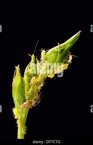 Große Rose Blattläuse (Macrosiphum Rosae), Kolonie von Schädlingen auf die Knospe einer Rose (Rosa), Baden-Württemberg, Deutschland Stockfoto