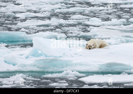 Eisbär (Ursus Maritimus), männliche liegen auf Packeis, Spitzbergen-Island, Spitzbergen, Svalbard und Jan Mayen, Norwegen Stockfoto