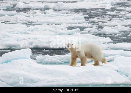 Eisbär (Ursus Maritimus), männliche auf Packeis, Spitzbergen-Island, Spitzbergen, Svalbard und Jan Mayen, Norwegen Stockfoto