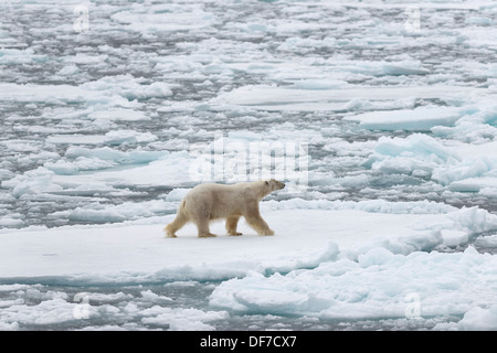 Eisbär (Ursus Maritimus), männliche auf Packeis, Spitzbergen-Island, Spitzbergen, Svalbard und Jan Mayen, Norwegen Stockfoto