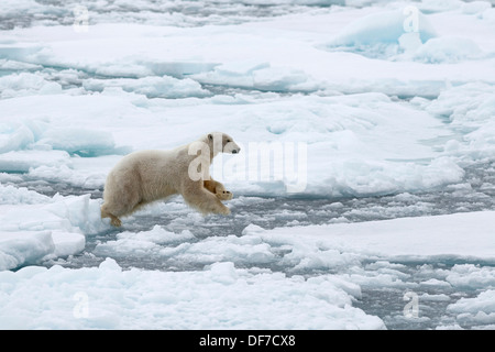 Eisbär (Ursus Maritimus), männliche springen von Eisscholle zu Eisscholle, Insel Spitzbergen, Svalbard-Archipel Stockfoto