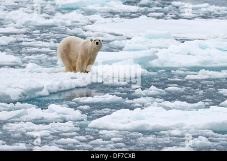 Eisbär (Ursus Maritimus), männliche auf Packeis, Spitzbergen-Island, Spitzbergen, Svalbard und Jan Mayen, Norwegen Stockfoto