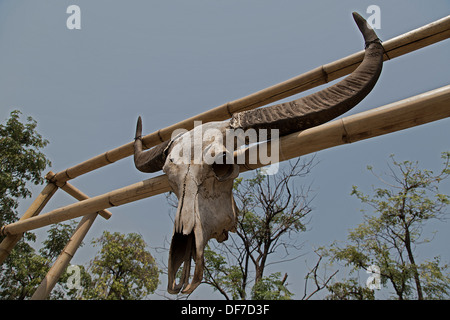 Schädel von einem Wasserbüffel (Bubalus Arnee) auf ein Tor, Chiang Mai, Provinz Chiang Mai, Thailand Stockfoto