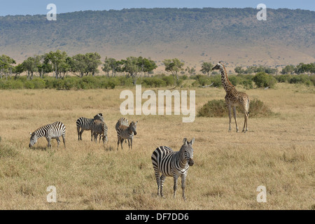 Masai-Giraffe (Giraffa Plancius Tippelskirchi) und Burchell &#39; s-Zebra (Equus Quagga), Massai Mara, Serengeti Stockfoto