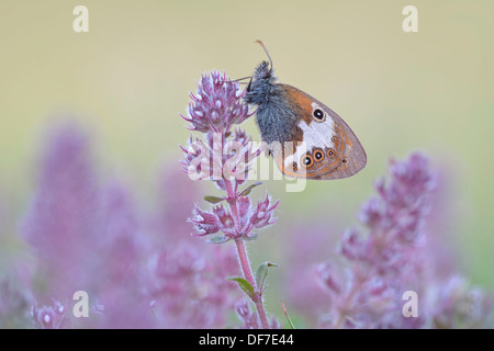 Pearly Heath (Coenonympha Arcania), Region Ústí Nad Labem, Tschechische Republik Stockfoto