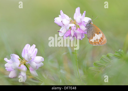 Pearly Heath (Coenonympha Arcania), Region Ústí Nad Labem, Tschechische Republik Stockfoto