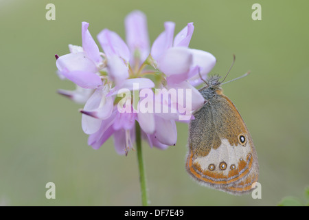 Pearly Heath (Coenonympha Arcania), Region Ústí Nad Labem, Tschechische Republik Stockfoto