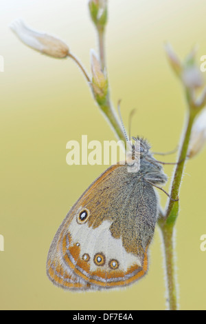 Pearly Heath (Coenonympha Arcania), Region Ústí Nad Labem, Tschechische Republik Stockfoto