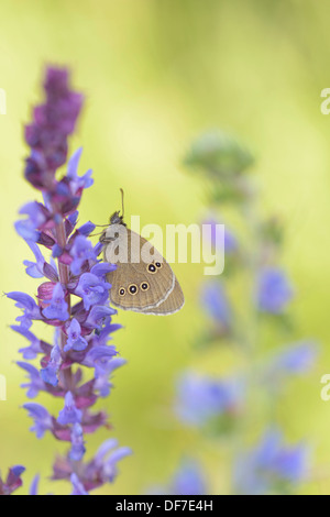 Ringel (Aphantopus Hyperantus), Region Ústí Nad Labem, Tschechische Republik Stockfoto