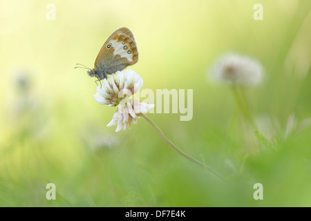 Pearly Heath (Coenonympha Arcania), Region Ústí Nad Labem, Tschechische Republik Stockfoto