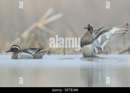 Garganey Enten (Anas Querquedula), zwei Erpel im Morgennebel, Sachsen, Deutschland Stockfoto