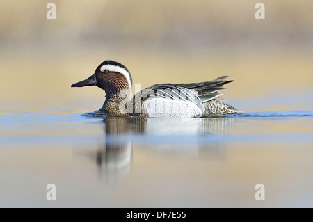 Garganey Ente (Anas Querquedula), Drake, Sachsen, Deutschland Stockfoto