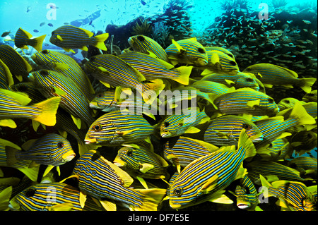 Beschenkung Süßlippen (Plectorhinchus Polytaenia), Kri-Insel, Dampier-Straße, West-Papua, Indonesien Stockfoto