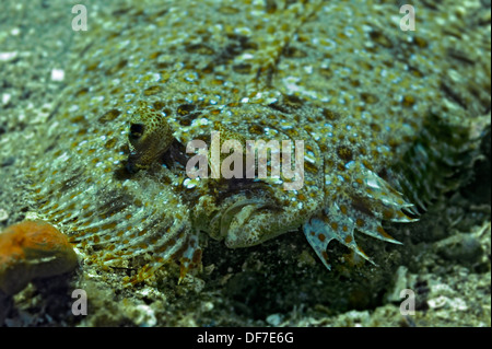 Mit weit aufgerissenen Augen Flunder (Bothus Podas), Raja Ampat, West Papua, Indonesien Stockfoto