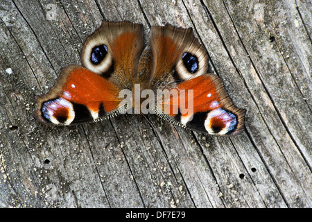 Europäische Pfau (Nymphalis Io), Hessen, Deutschland Stockfoto