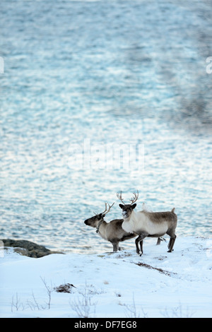 Zwei Rentiere (Rangifer Tarandus) auf Schnee vor dem Fjord, Sommeroya, Tromsø, Nordnorwegen, Troms, Norwegen Stockfoto