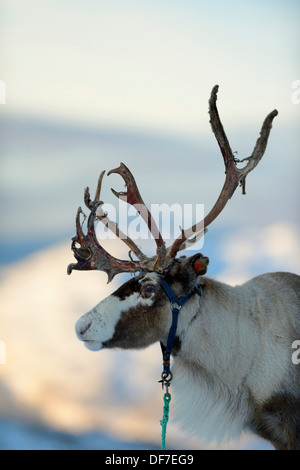 Rentier (Rangifer Tarandus), Porträt, Sommeroya, Tromsø, Nordnorwegen, Troms, Norwegen Stockfoto