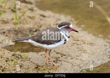 Drei-banded Regenpfeifer (Charadrius Tricollaris), Purros, Kaokoland, Kunene, Namibia Stockfoto