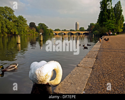 Weißer Schwan auf The Long Water, Bestandteil der Serpentine, Kensington Gardens, London, England, Vereinigtes Königreich Stockfoto