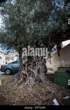 Alten Olivenbaum im Zentrum Stadt, Rameh Israel Stockfoto