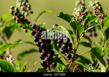 Amerikanische Frankreich (Phytolacca Americana), alias Pokebush, Pokeberry, Pokeroot oder Poke-Schaller. Stockfoto