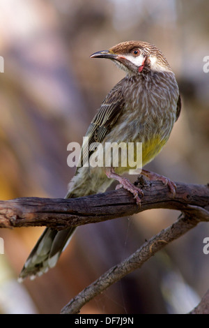 Rotes Wattlebird (Anthochaera Carunculata) hat eine hoch entwickelte, Pinsel-Spitze Zunge für Nektar Fütterung angepasst. Stockfoto