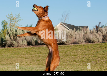 Golden Retriever Fang Tennisball Stockfoto