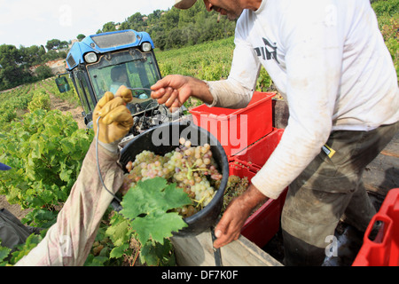 Weinberge-Ernte in Cassis, AOC Wein Chateau de Fontcreuse. Stockfoto