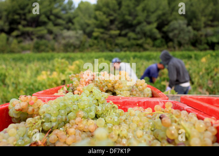 Weinberge-Ernte in Cassis, AOC Wein Chateau de Fontcreuse. Stockfoto