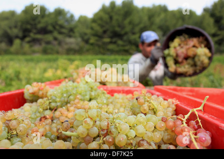 Weinberge-Ernte in Cassis, AOC Wein Chateau de Fontcreuse. Stockfoto