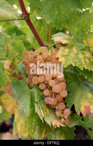 Weinberge-Ernte in Cassis, AOC Wein Chateau de Fontcreuse. Stockfoto